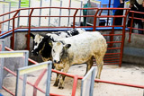 Longtown (15)